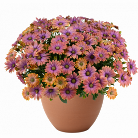 PHOTO 1/OSTEOSPERMUM BESTIES Dynamic Bicolor.png