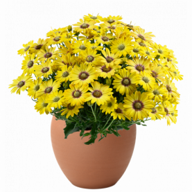 PHOTO 1/OSTEOSPERMUM BESTIE POSITIVE YELLOW.png