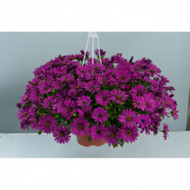 PHOTO 1/OSTEOSPERMUM Osticade Purple.jpg