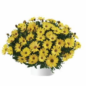 PHOTO 1/OSTEOSPERMUM Osticade Yellow.png