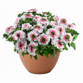 PHOTO 1/VANESSA Compact Bicolor Marshmallow.png