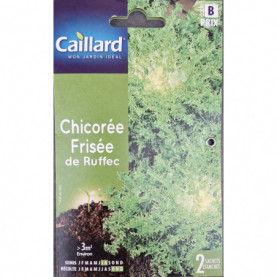 CHICOREE DE RUFFEC.jpg