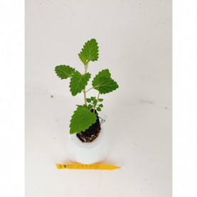 PHOTO 1/Agastache Mandarin 1.jpg