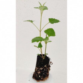 Agastache Kudos Mandarin Orange