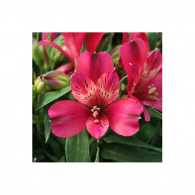 PHOTO 1/alstroemere pitchoune timote.jpg