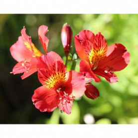 PHOTO 1/ALSTROEMERE BRISSAC RG VERMILLON.jpg