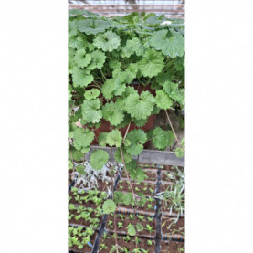 PHOTO 1/Glechoma Nepeta Dappled light 1.jpg