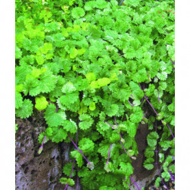PHOTO 1/Glechoma Nepeta Dappled light 1.jpg
