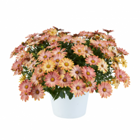 PHOTO 1/OSTEOSPERMUM OSTICADE Daybreak.png