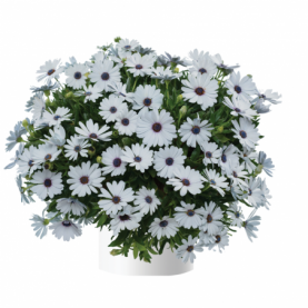 PHOTO 1/OSTEOSPERMUM Osticade Pure White.png