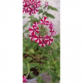 PHOTO 1/VERVEINE VOODOO BURGENDY STAR (1).jpg