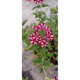 PHOTO 1/VERVEINE VOODOO BURGENDY STAR (1).jpg