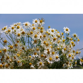 PHOTO 1/TANACETUM PARTENIUM AUREUM - GRANDE CAMOMILLE 1.jpg