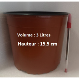 Canne A Sucre Pourpre