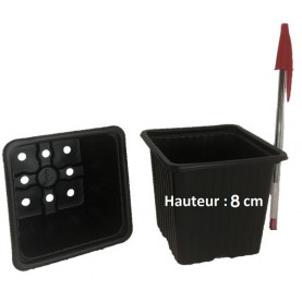 Coreopsis Bt Rum Punch Rose Saumon