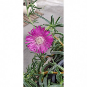 Ficoide Doigt De Sorciere