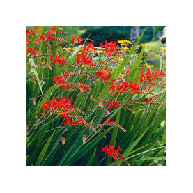 PHOTO 1/CROSCOMIA LUCIFER.jpg