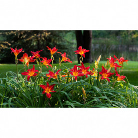 PHOTO 1/HEMEROCALLE ALAN ROUGE.jpg