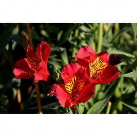 PHOTO 1/ALSTROEMERE MARS RGE CARMIN.jpg