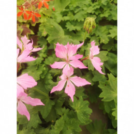 PHOTO 1/FIREWORKS LIGHT PINK.jpg