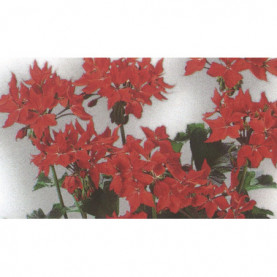 PHOTO 1/Geranium Zonale fleurs etoile scarlet.jpg