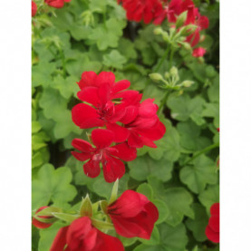 PHOTO 1/LIERRE DOUBLE ATLANTIC RED.jpg