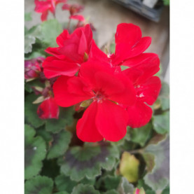 PHOTO 1/ZONAL ABELINA ROUGE FONCE.jpg