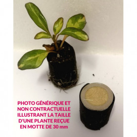 Lantana Avalanche