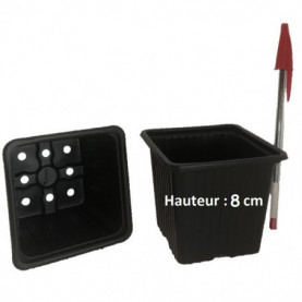 Oenothera Speciosa Rose
