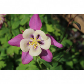 PHOTO 1/ANCOLIE AQUILEGIA EARLYBIRD PURPLE WHITE.jpg