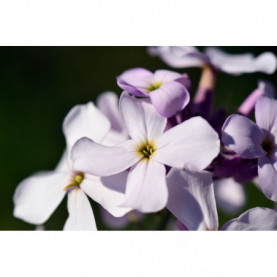 PHOTO 1/JULIENNE HESPERIS BLANCHE.jpg