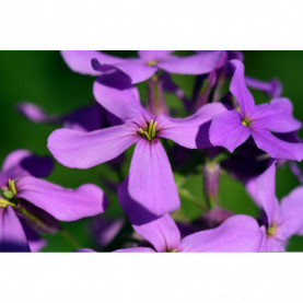 PHOTO 1/JULIENNE HESPERIS VIOLETTE.jpg