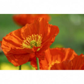 PHOTO 1/PAVOT BULLE DE CHAMPAGNE ORANGE.jpg