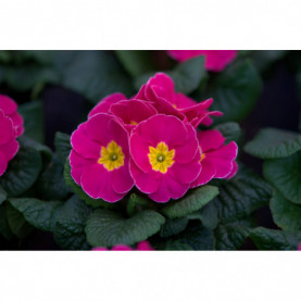 PHOTO 1/PRIMEVERE CRESCENDO BRIGHT ROSE ROSABELLA.jpg