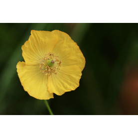 Pavot D'islande Bulle De Champagne Jaune