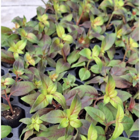 PHOTO 1/FUCHSIA ETE INDIEN.jpg