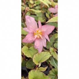 PHOTO 1/BEGONIA BOLI. ENCANTO ROSE.jpg