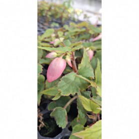 PHOTO 1/BEGONIA BOLI. ENCANTO ROSE.jpg