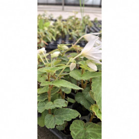 PHOTO 1/BEGONIA BOLI. ENCANTO BLANC.jpg