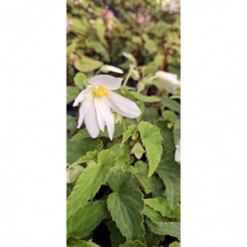 PHOTO 1/BEGONIA BOLI. ENCANTO BLANC.jpg