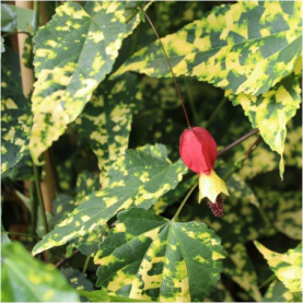 PHOTO 1/ABUTILON MEGAPOTANICUM PANACHE.jpg