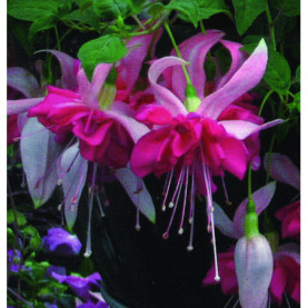 PHOTO 1/Fushia Bella Rosella.jpg