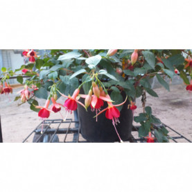 PHOTO 1/FUCHSIA DUC DE BORDEAUX 2.jpg
