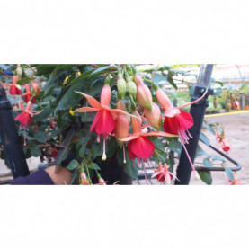 PHOTO 1/FUCHSIA DUC DE BORDEAUX 2.jpg