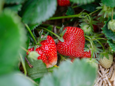 Comment planter et entretenir vos Fraisiers ?