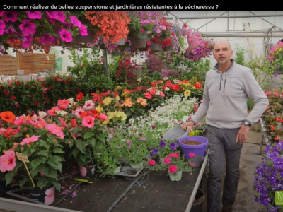 Réalisation de belles suspensions et jardinières résistantes à la sécheresse