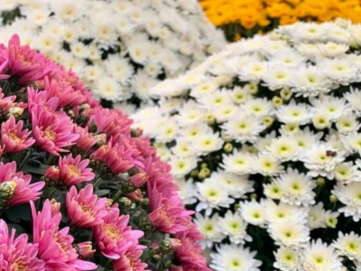 QUELLES FLEURS PLANTER EN AUTOMNE ?