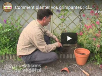 COMMENT PLANTER VOS GRIMPANTES : CLÉMATITE, GLYCINE,...