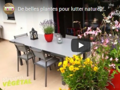 DE BELLES PLANTES POUR LUTTER NATURELLEMENT CONTRE LES MOUSTIQUES