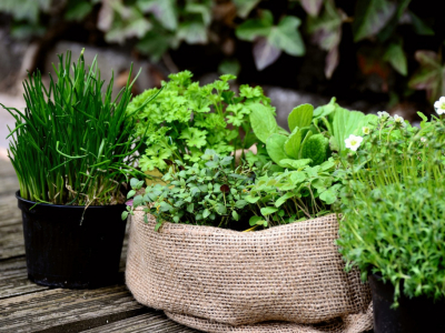 Comment planter ses aromatiques : thym, romarin, coriande…